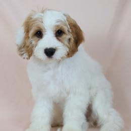 Alexander Hamilton - Blenheim male Cavapoo puppy in Pleasant Grove, Utah from Canterbury Canines