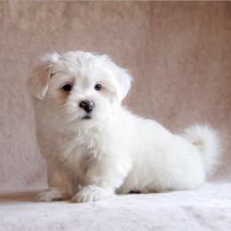 Shih Tzu Puppies from Nelly Kolomiyets