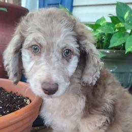 Winston - Brown merle male Aussiedoodle puppy in Grand Saline, Texas from Aussies Acre