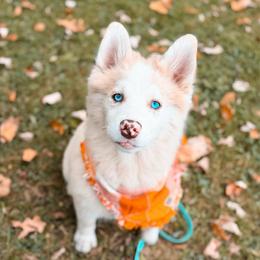Sourdough - Merle male Pomsky puppy in Cleveland, Ohio from Lake Point Pomskies