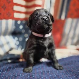 Girl 7 - Black female Labrador Retriever puppy in Latrobe, Pennsylvania from Stone Shoe Ranch Labrador Retrievers