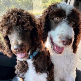 Poodles from Di’s Parti Poodles