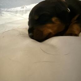 Beef - Black and rust male Rottweiler puppy in Eagle Mountain, Utah from Woolley Darlings