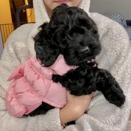 Cockapoo and Goldendoodle Puppies from Capital Doodles
