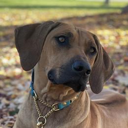Koja - Rhodesian Ridgeback