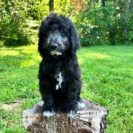 Turquoise - Black and white female Aussiedoodle puppy in Corydon, Indiana from Ridgeline Doodles