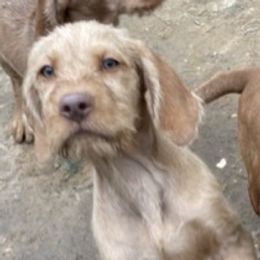 Wirehaired Vizslas from Blaythorn's