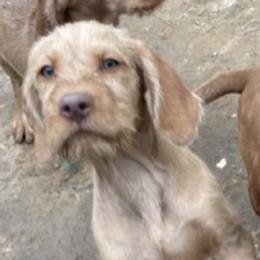 Wirehaired Vizslas from Blaythorn's