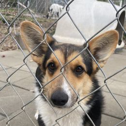 Regina - Cardigan Welsh Corgi
