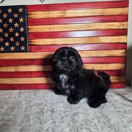 Finn - Black male Shih Tzu puppy in Kings Mountain, North Carolina from Britany's Shih Tzus