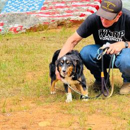 Sparky - Black tri male Miniature American Shepherd puppy in Jonesborough, Tennessee from Bouchard’s Best Shepherds