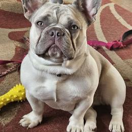 Sissy - French Bulldog