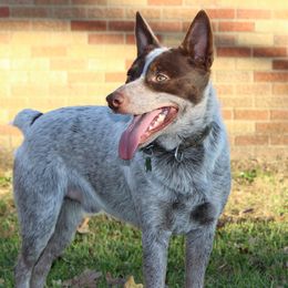 Rip - Australian Cattle Dog