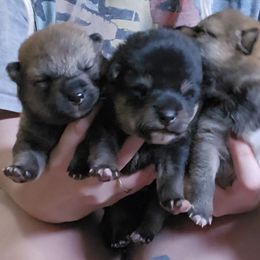 Shiba Inu puppies from Diwasou