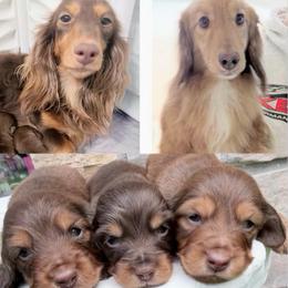 Carter first in group photo - Red male Dachshund puppy in Richmond, Virginia from Irresistible Dachshunds & Cavaliers