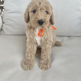 Winnie - Caramel cream male Australian Labradoodle puppy in Leonard, Texas from Laird Farms