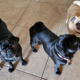 Pugs from Barkey Pugs