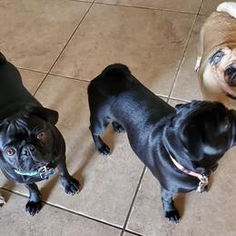 Pugs from Barkey Pugs