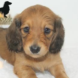 Dachshund Puppies from Piney Woods Miniature Dachshunds LLC