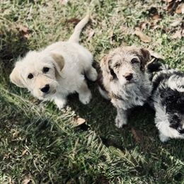 Bordoodle and Labradoodle Puppies from Howdy Doodles