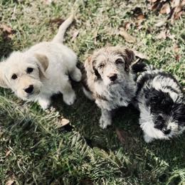 Bordoodle and Labradoodle Puppies from Howdy Doodles