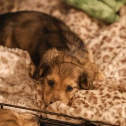 Dachshund Puppies from Ashley Kate’s Doxies