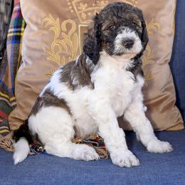 Rocky - Parti male Goldendoodle puppy in Idaho Falls, Idaho from High Quality Goldendoodles