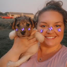Bert - White black and tan male Wire Fox Terrier puppy in Ennis, Texas from Syrayed Farm