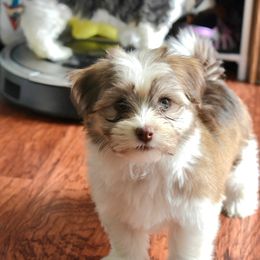 Nona - Chocolate sable female Havanese puppy in Angier, North Carolina from Hoppy Havanese