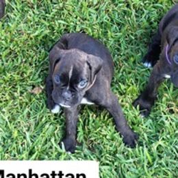 Boxers from Kristina's Pups