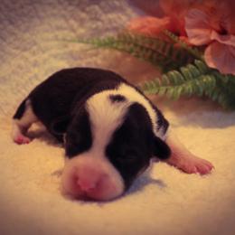 Daisi - Black and tan female Pembroke Welsh Corgi puppy in North Manchester, Indiana from Covered Bridge Corgis