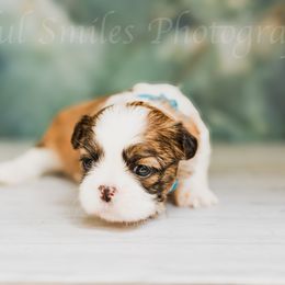 Suzy Q - Black and tan female Shih Tzu puppy in Bruceville, Indiana from Baby Girl’s Yorkies, Shih-Tzu, Shorkies