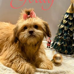 Goldie - Gold female Shih Tzu puppy in Ocala, Florida from Mimi's Shih-tzus of Ocala