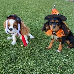 Cavalier King Charles Spaniels from Albuquerque Cavaliers