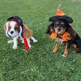 Cavalier King Charles Spaniels from Albuquerque Cavaliers
