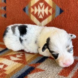Blue Merle Male 3 - Blue merle and white male American Corgi puppy in Okeechobee, Florida from HotShot Kennels