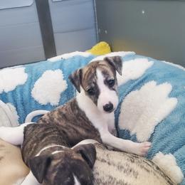 Girl 2 - female Whippet puppy in Shadow Hills, California from Cloverdale Whippets