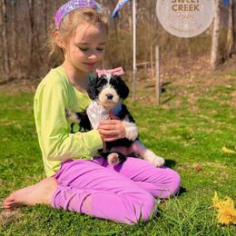 Sheepadoodle puppies from Sweet Creek Pups