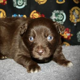 Carolina - Red & white female Australian Shepherd puppy in El Dorado Springs, Missouri from HP Aussie Kennels