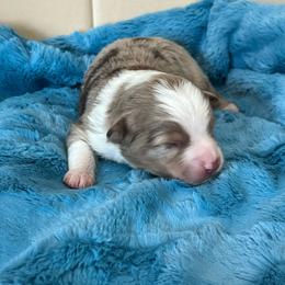 Caleb - Red merle male Miniature Australian Shepherd puppy in Norco, California from River Springs Aussies