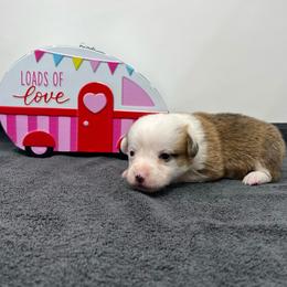 Frost - Red male Pembroke Welsh Corgi puppy in Waco, Texas from The Comma Corgis