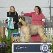 Beauceron and Briard All Grown Up from du Coeur Rose Briards and Beaucerons