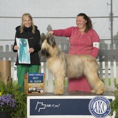 Beauceron and Briard All Grown Up from du Coeur Rose Briards and Beaucerons