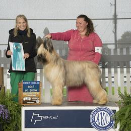 Beauceron and Briard All Grown Up from du Coeur Rose Briards and Beaucerons