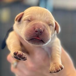 Peter - Yellow male Labrador Retriever puppy in Owosso, Michigan from Bennington Retrievers