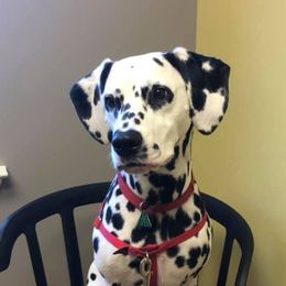 Dalmatians from Talmeades Dalmatians