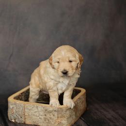 Amy - girl - Goldendoodle puppy in Lyman, Wyoming from Sweet Oakley Doodles