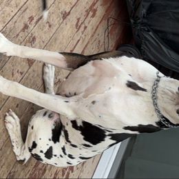 Phoebe - Great Dane