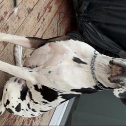 Phoebe - Great Dane