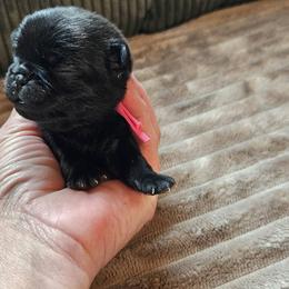 Pink Collar Girl - Black female Pug puppy in Elkland, Missouri from Tellier's AKC Boston Terriers Missouri